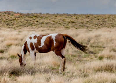 Wild horse feeding on grassy plain